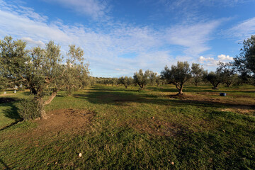 Fototapeta na wymiar Olives trees in a farm of Tunisia
