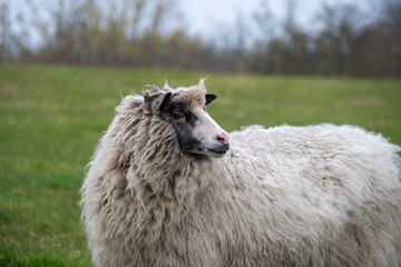 Ein hellbraunes Schaf mit dicker Winterwolle