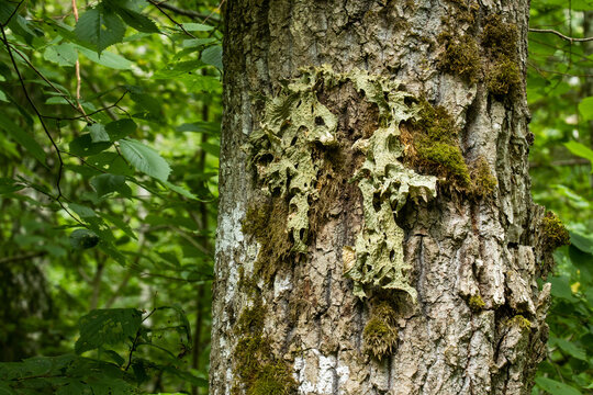 Lung lichen, Lobaria pulmonaria growing on a large Oak tree trunk in Latvian forest