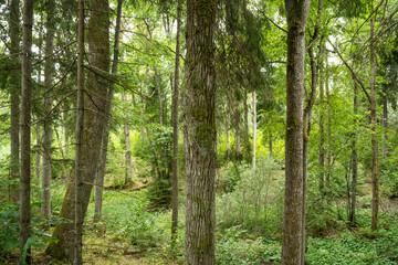 A managed mixed boreal forest with large hardwood trees in summery Latvia, Europe