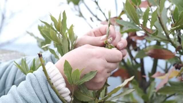Mujer cauc&aacute;sica recogiendo hojas de laurel en el monte