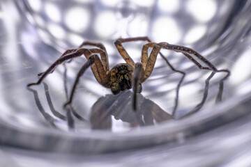 araignée 051222 02