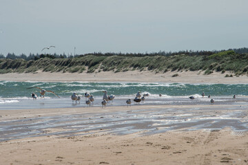 Fototapeta na wymiar Eine Gruppe von verschiedenen Möwen am Strand der Nordsee