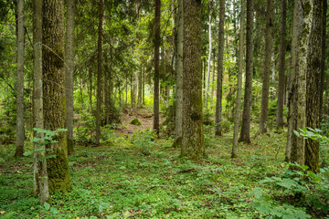 A managed mixed boreal forest with large hardwood trees in summery Latvia, Europe