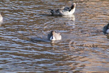 気持ち良い泳ぎ