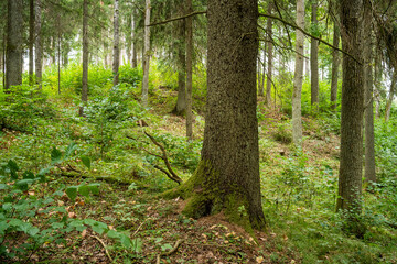 A managed mixed boreal forest with large hardwood trees in summery Latvia, Europe