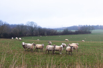Obraz premium Animal husbandry, sheep farming: marked domestic flock of sheep (livestock) grazing on a meadow in Denmark