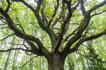 Tree canopy of a large Common oak in a boreal forest in Latvia, Europe