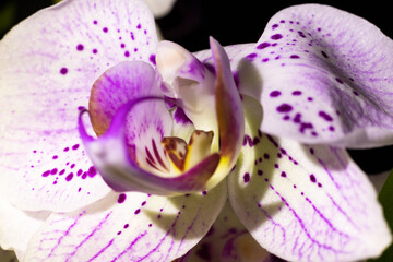 orchidée 051222 01