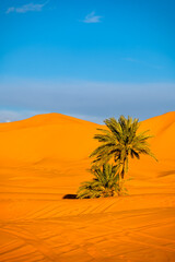 Fototapeta na wymiar Sahara Desert Background. Palm tree and the sand dunes at sunset. Erg Chebbi, Merzouga, Morocco.