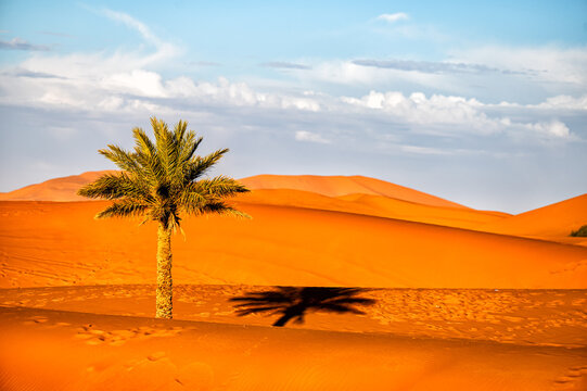 Sahara Desert Background. Palm tree and the sand dunes at sunset. Erg Chebbi, Merzouga, Morocco. © Szymon Bartosz