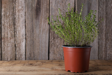 Aromatic green potted thyme on wooden table. Space for text