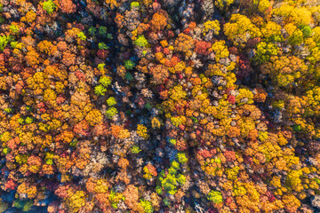 looking down on fall canopy