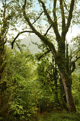 Obraz premium Beautiful green moss on old trees in forest