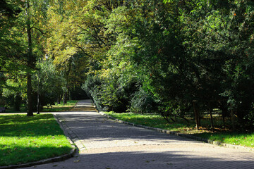 Pathway, fallen leaves and trees in beautiful park on autumn day