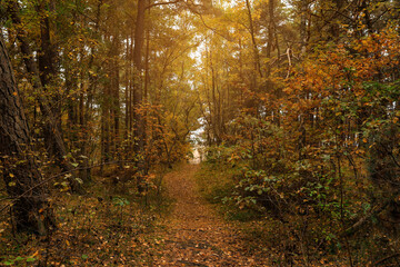 Pathway with many fallen leaves between beautiful trees in autumn park