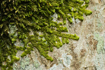 Close-up shot of Even scalewort growing on a tree trunk in a Latvian forest in Europe