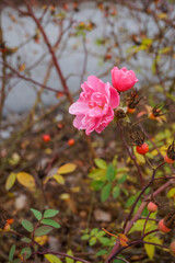 Blooming pink rosehip flowers and berries with blurred autumn leaves background. October 2022