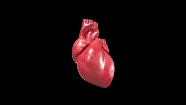 Heart rotating on dark background, isolated 3D animation of a heartbeat.