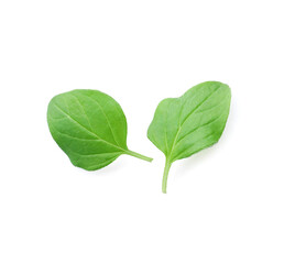 Aromatic green marjoram leaves isolated on white. Fresh herb