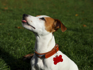 Beautiful Jack Russell Terrier in dog collar with tag on green grass outdoors