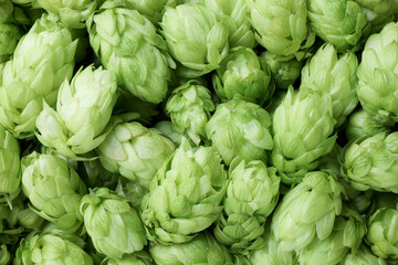 Fototapeta na wymiar Fresh ripe green hops as background, top view