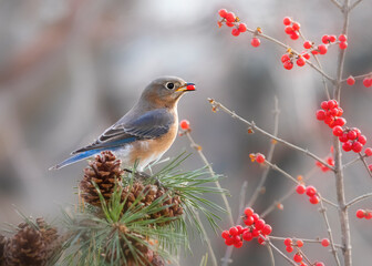 Bluebird eating red berries