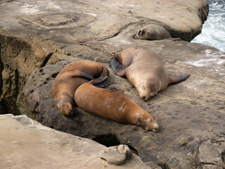 sea lion on the beach