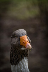 Die Gans, Portrait, Closeup einer Gans