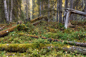 A pristine mixed taiga woodland with deadwood on forest floor on an autumn evening in Oulanka National Park, Northern Finland