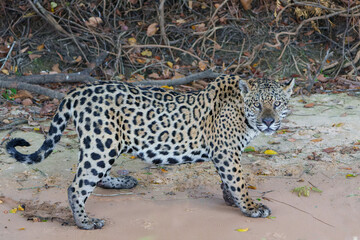 Jaguar (Panthera onca) hunting in the Northern Pantanal in Mata Grosso in Brazil