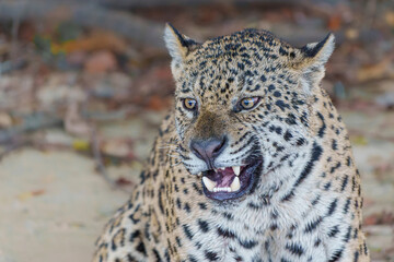 Jaguar (Panthera onca) hunting in the Northern Pantanal in Mata Grosso in Brazil