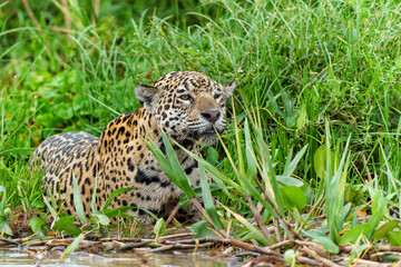 Naklejka na ściany i meble Jaguar (Panthera onca) hunting in the Northern Pantanal in Mata Grosso in Brazil
