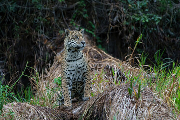 Jaguar (Panthera onca) hunting in the Northern Pantanal in Mata Grosso in Brazil