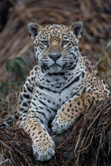 Jaguar (Panthera onca) resting in the Northern Pantanal in Mata Grosso in Brazil