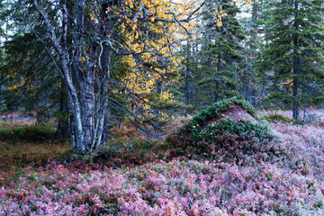 A crispy cold autumn morning in a forest with anthill in Salla National Park, Northern Finland