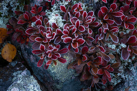 Frosty vibrant red Alpine bearberry, Arctous alpina growing on a rock during autumn foliage in Salla National Park, Northern Finland 
