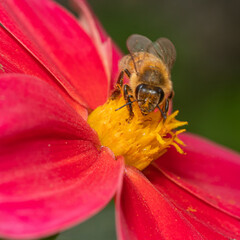 Bee pollinating on red dahlia