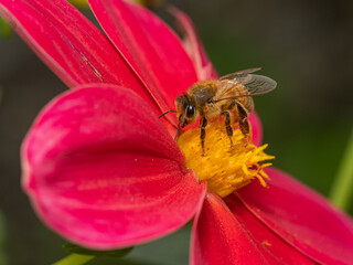 Bee pollinating on red dahlia
