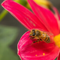 Bee on red dahlia
