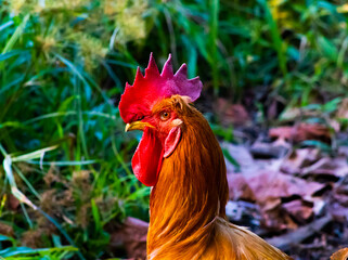 rooster in the grass