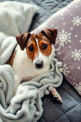 jack russell terrier breed dog laing before christmas on gray bed and pillows with white snowflakes. holidays and relax.