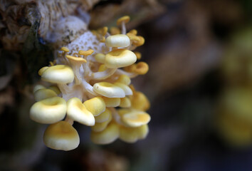 Growing mushrooms in a greenhouse