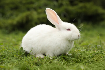Cute white rabbit on green grass outdoors