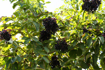 Tasty elderberries (Sambucus) growing on bush outdoors
