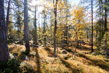 A view of an autumnal old-growth forest in Salla National Park, Northern Finland	