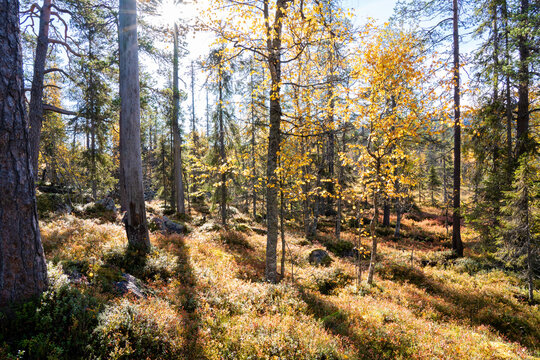 An autumnal old-growth taiga forest with colorful forest floor during fall  foliage in Northern Finland near Salla. Stock Photo