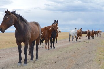 Horses blocking a road