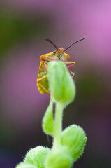 macro beautiful bug sits on a snapdragon flower macro photography of insects