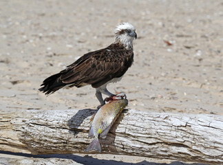 Osprey bird with a fish standing on a log at a beach